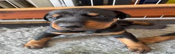 Dobermann dogs for sale: 3 chunky Dobermans puppies  - Advert 14