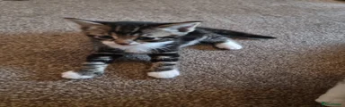 Mixed Breed Kitten 3