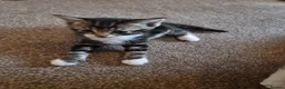 Mixed Breed cats for sale: Adorable kittens - Advert 4