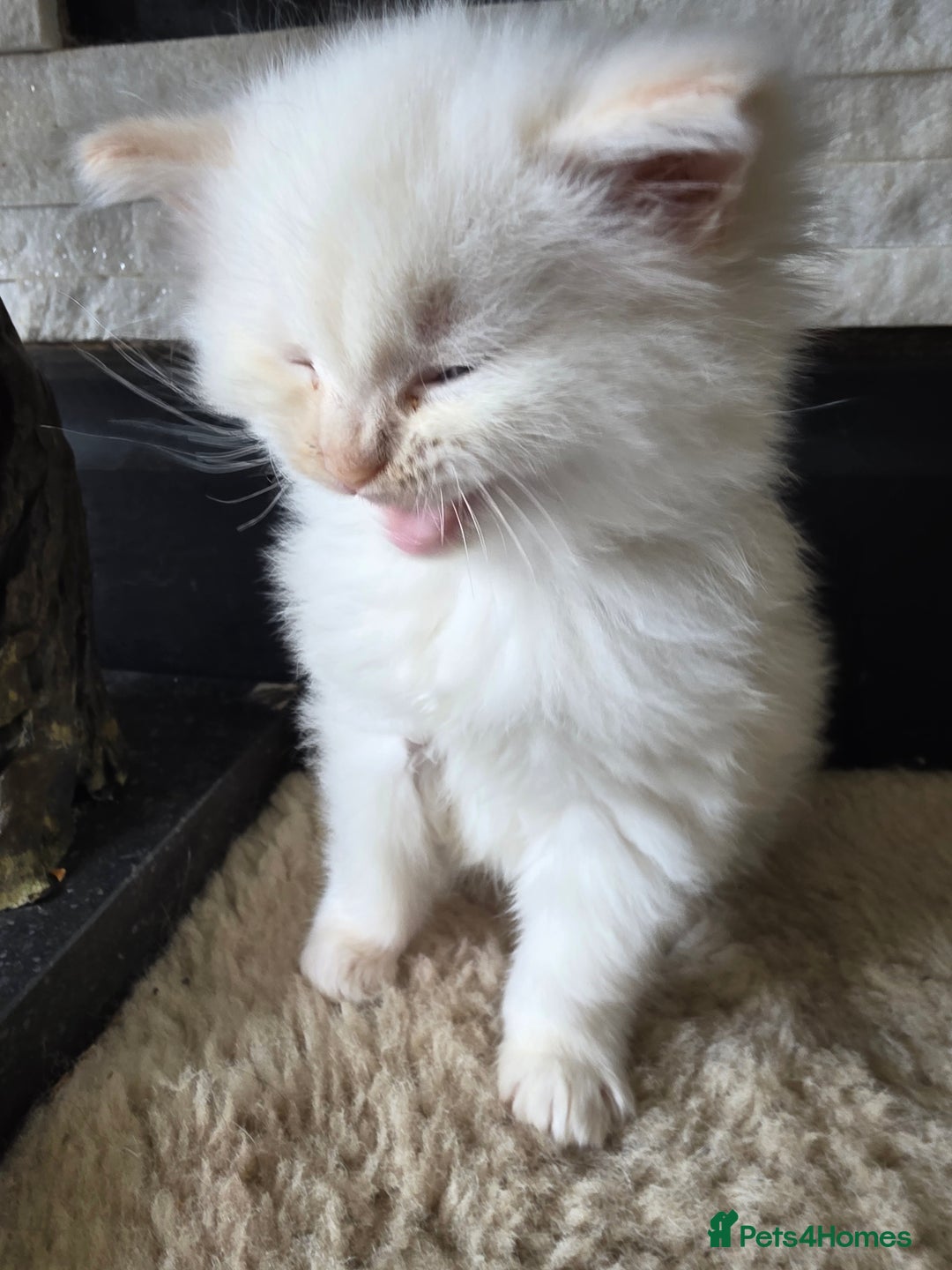 Ragcoon cats for sale: Ragcoon  - Image 6