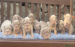 English Bulldog dogs for sale: KC REGISTERED LILAC & TAN ENGLISH BULLDOG PUPS - Image 1
