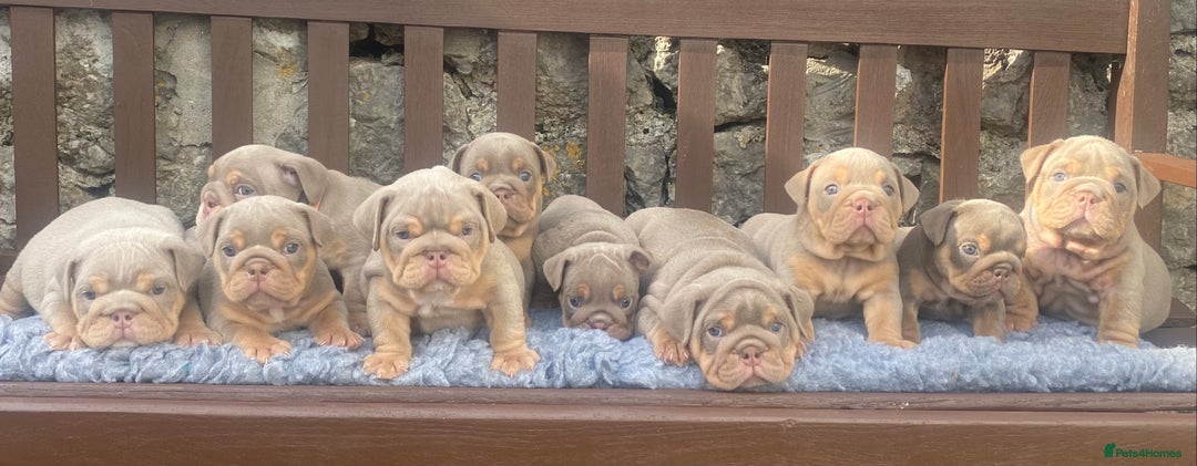 English Bulldog dogs for sale: KC REGISTERED LILAC & TAN ENGLISH BULLDOG PUPS - Image 1