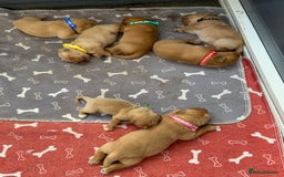 Labrador Retriever dogs for sale: Stunning fox-red labs 4boys left for sale  - Image 3