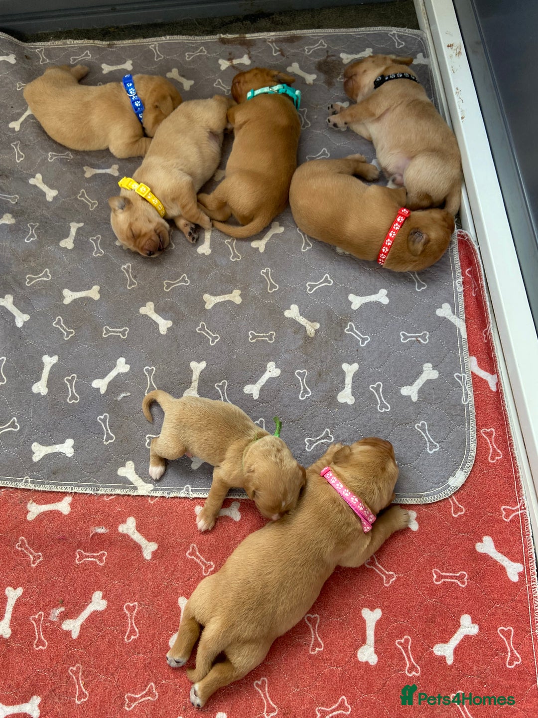 Labrador Retriever dogs for sale: Stunning fox-red labs 4boys left for sale  - Image 3