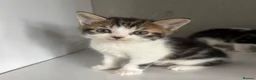 Mixed Breed cats for sale: 2 mixed Norwegian kittens - Advert 2