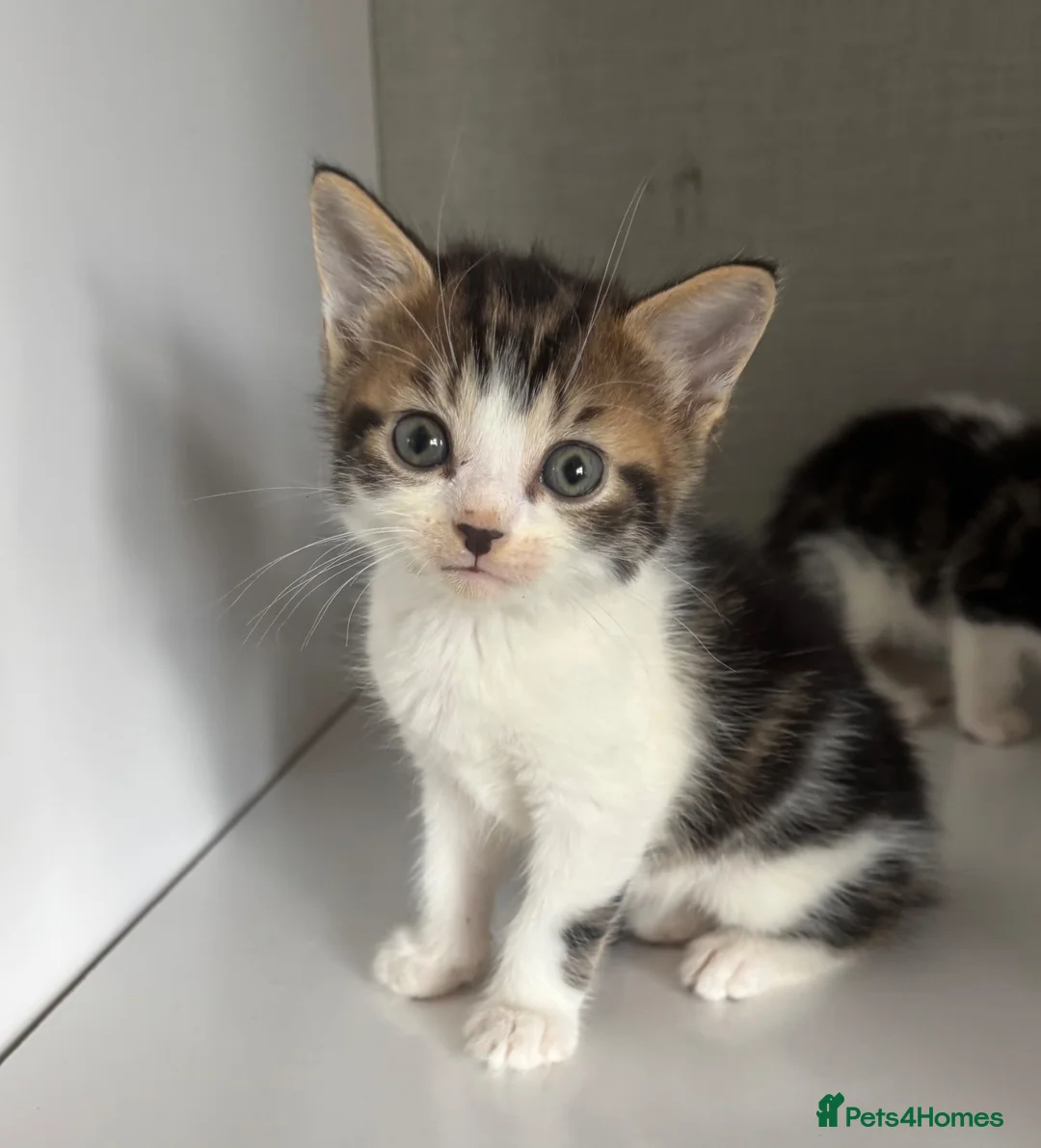 Mixed Breed cats for sale: 2 mixed Norwegian kittens - Advert 2