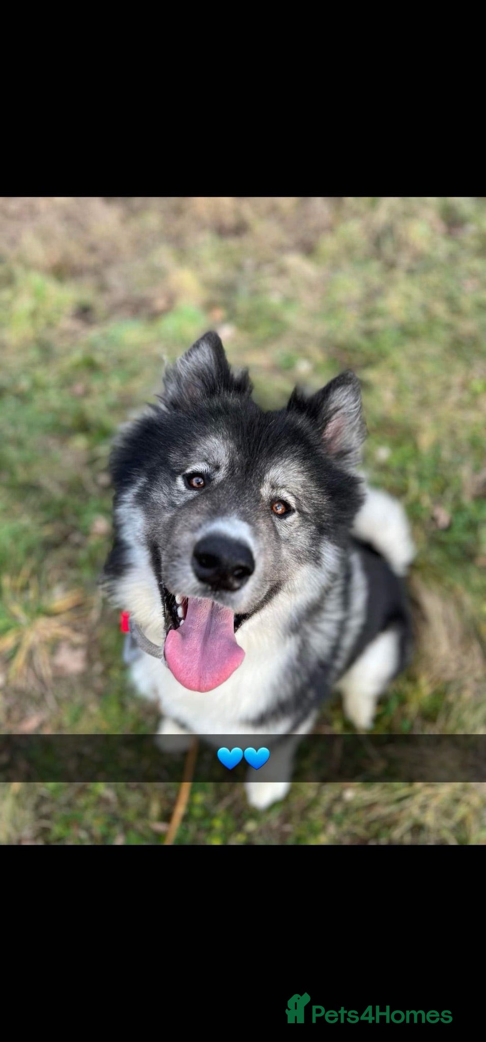 Huskita dogs Ronnie - Husky x Akita  - Advert 14