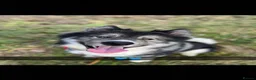 Huskita dogs for sale: Ronnie - Advert 2