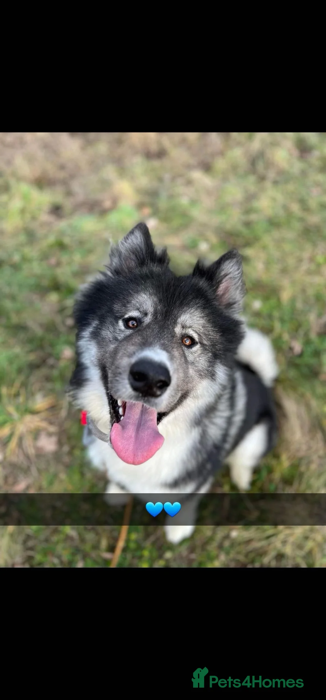 Huskita dogs for sale: Ronnie - Advert 2