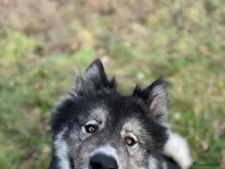 Huskita dogs Ronnie - Husky x Akita - Advert 14