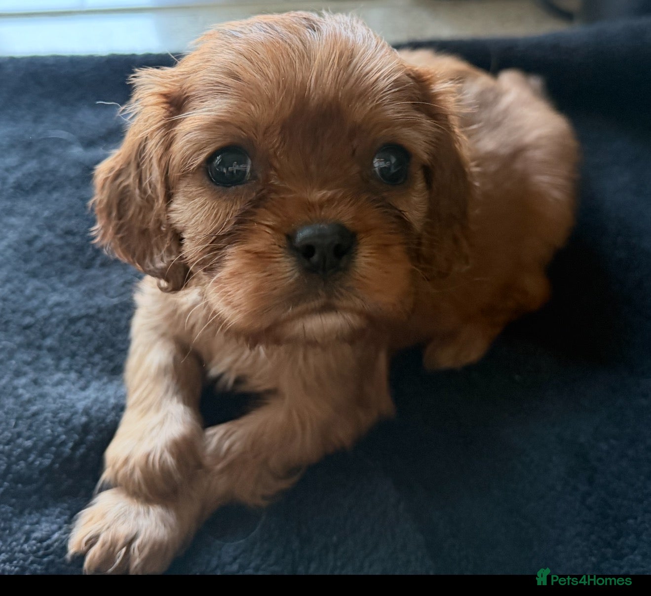 Cavalier King Charles Spaniel dogs Beautiful, Cavalier King Charles Spaniel puppies - Advert 2