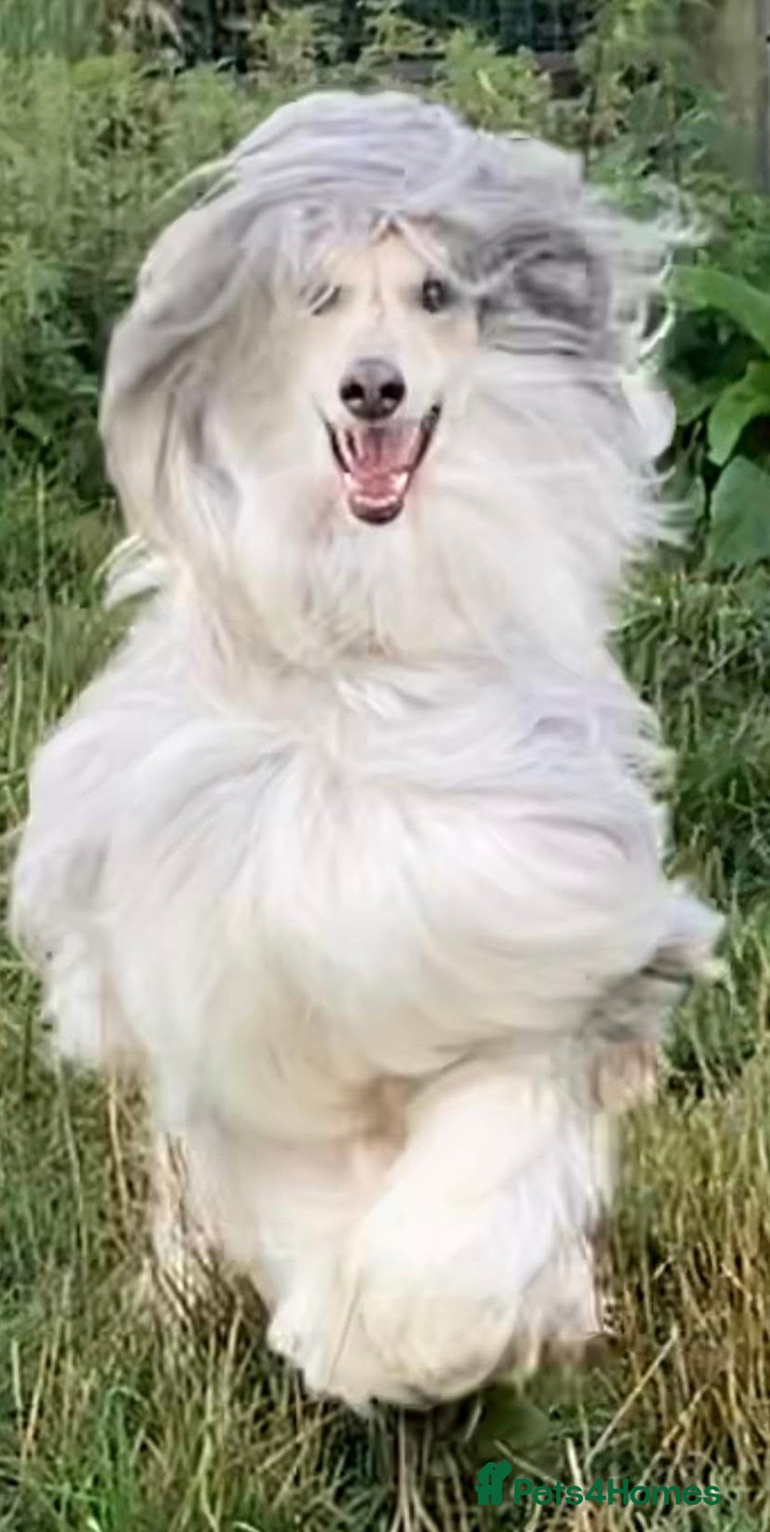 Afghan Hound dogs for sale: Three fabulous male Afghan hound puppies  - Image 12