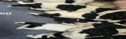 Standard Poodle dogs for sale: Stunning kc registered standard poodle puppies  - Advert 6