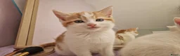 Mixed Breed cats for sale: Kittens in Harlow - Advert 10