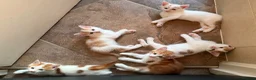 Domestic Shorthair cats for sale: Kittens looking for a 5⭐️ family home in London - Advert 2