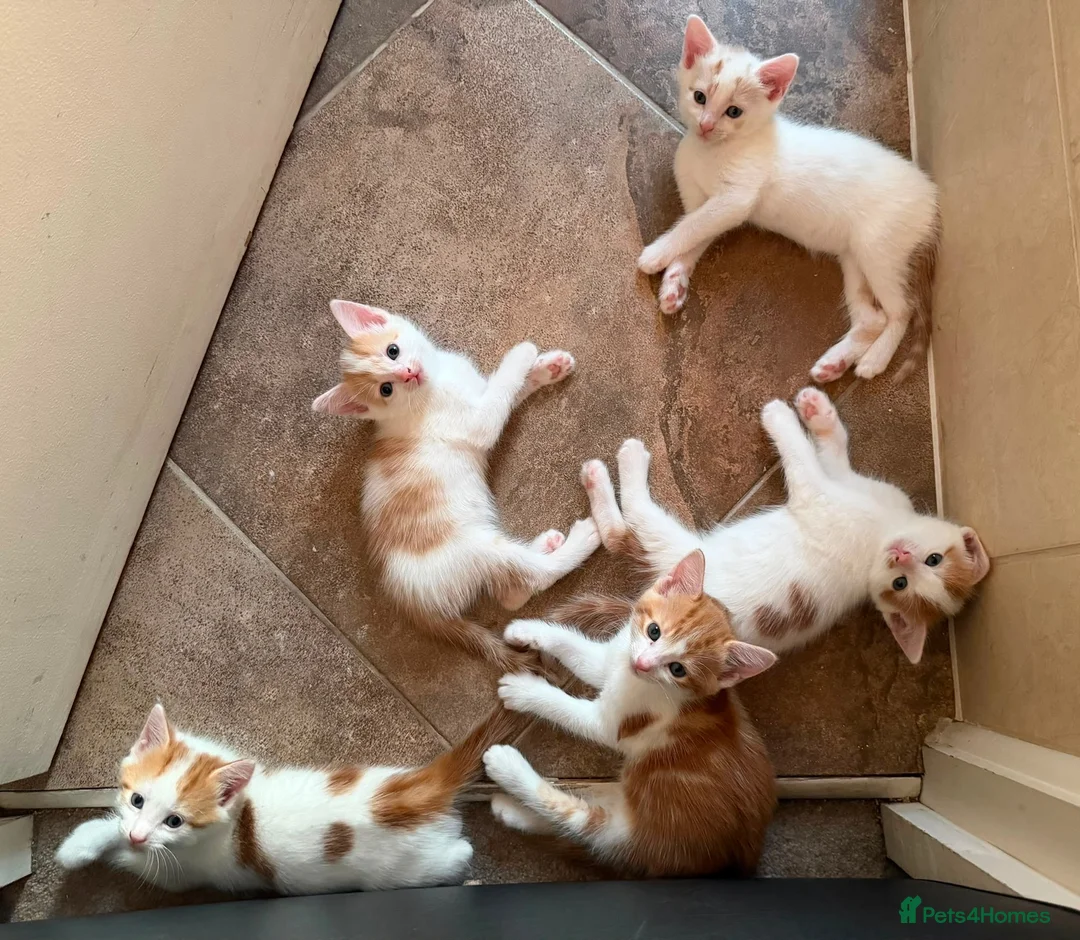 Domestic Shorthair cats for sale: Kittens looking for a 5⭐️ family home in London - Advert 2