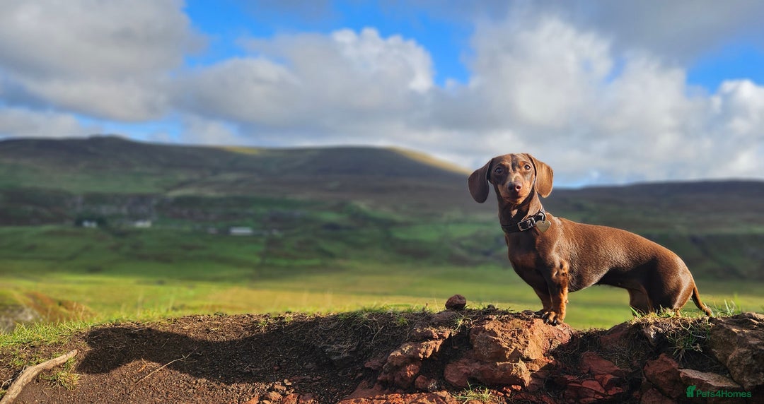 Miniature Dachshund dogs for sale: Pedigree miniature dachshund puppies - Advert 1
