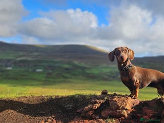 Miniature Dachshund dogs Pedigree miniature dachshund puppies - Advert 1