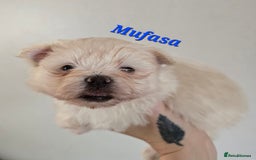 Mixed Breed dogs for sale: F1 Maltipom puppies from health tested parents  - Image 11