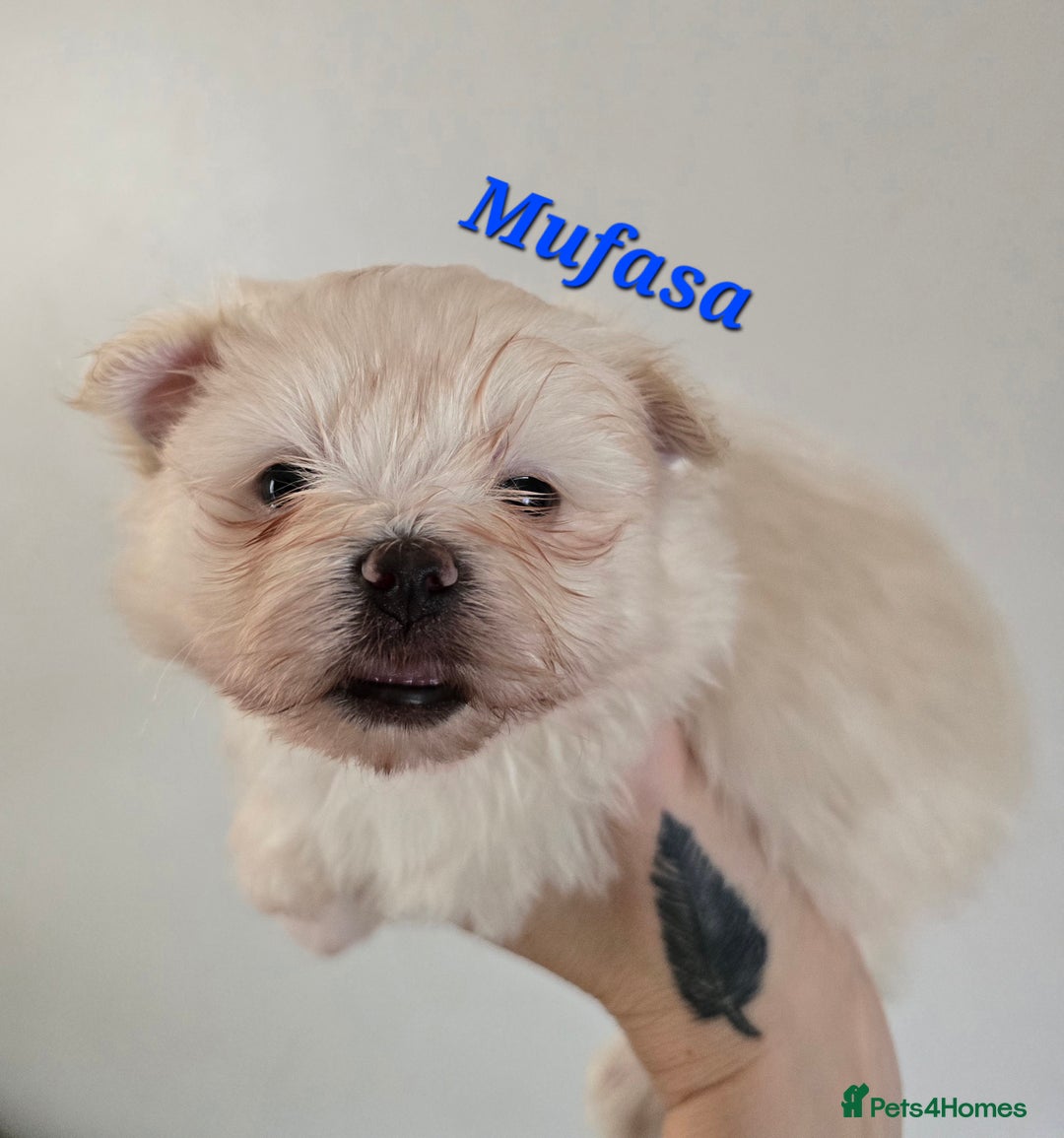 Mixed Breed dogs for sale: F1 Maltipom puppies from health tested parents  - Image 11