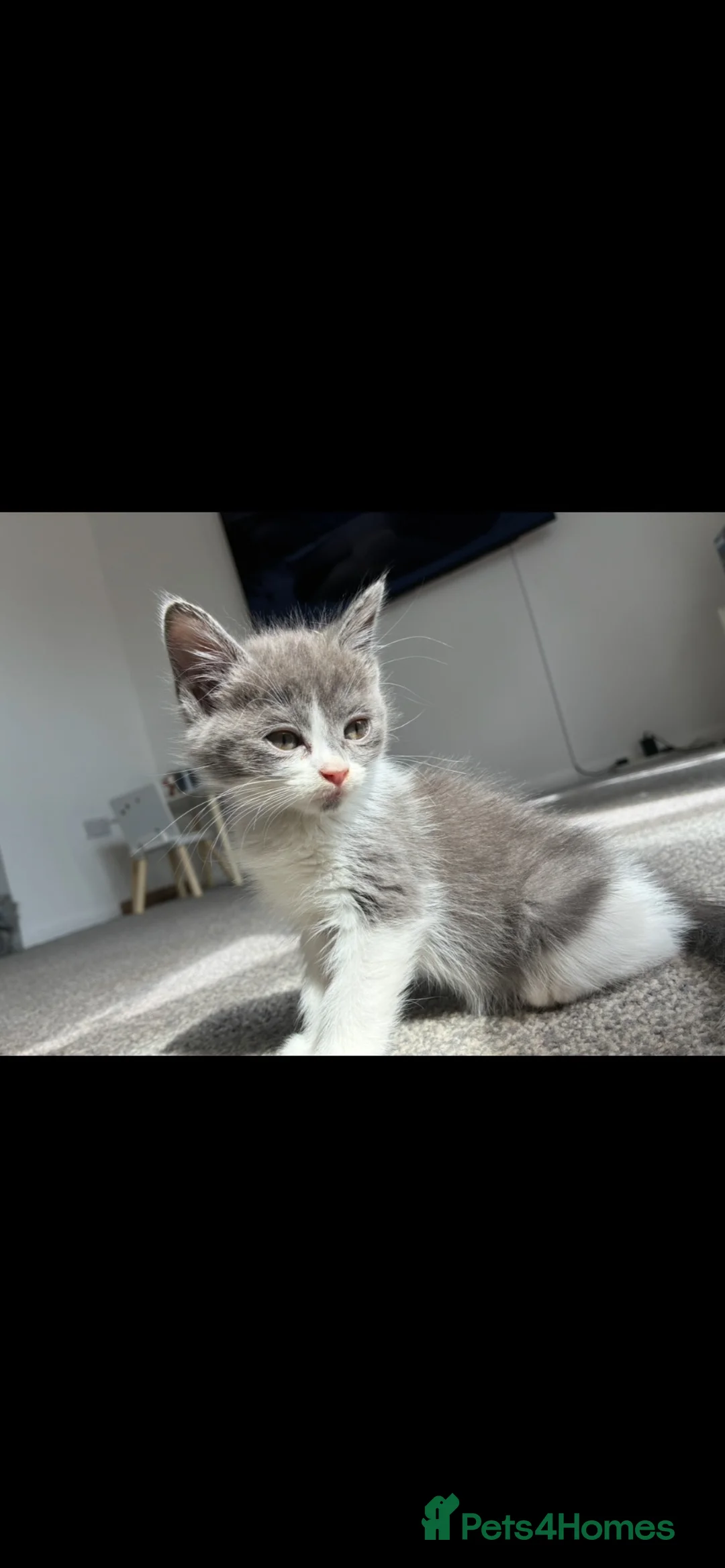 Mixed Breed cats for sale: Bsh x Persian kittens - Advert 2