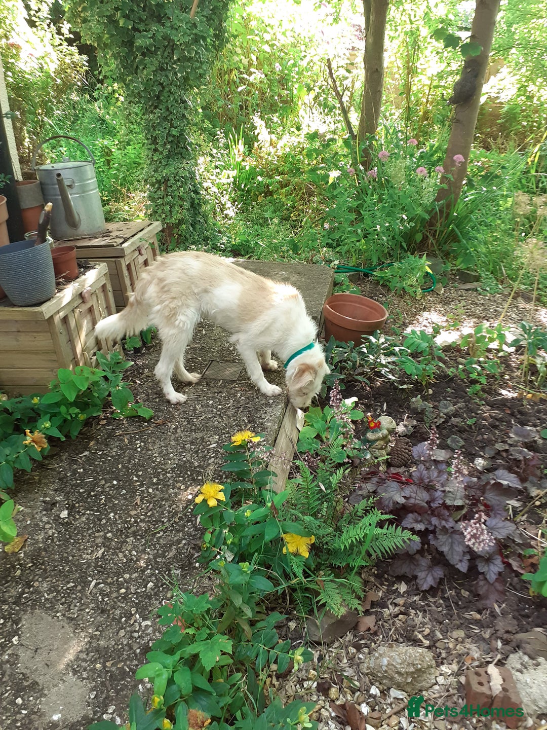 Mixed Breed dogs for sale: Alma Briquet Griffon Vendeen Cross - Image 3
