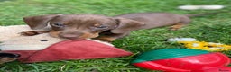 Miniature Dachshund dogs for stud: Kc, pra clear Miniature smooth dachshund. in King's Lynn - Advert 15