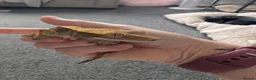Gecko reptiles for sale: Harlequin Dalmatian crested gecko  - Advert 3