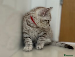 British Shorthair cats CHAMP Sire GCCF Pedigree BSH 2 Males 💙 Spotted - Advert 2