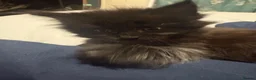 Maine Coon cats for sale: Beautiful TICA registered Maine coon kittens. in Rochester - Advert 9