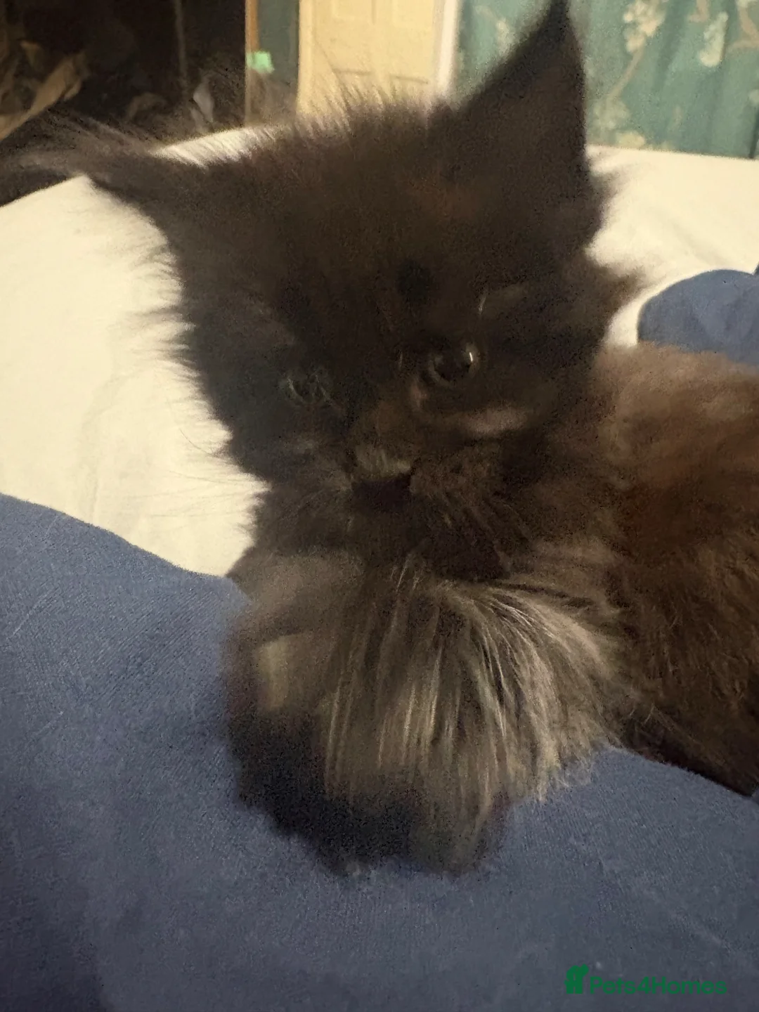 Maine Coon cats for sale: Beautiful TICA registered Maine coon kittens. in Rochester - Advert 9
