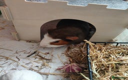 Guinea Pig rodents for sale: For Sale: Two Adorable Guinea Pigs Toffee & Carmel - Image 2
