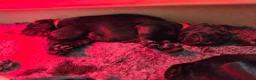 Labrador Retriever dogs for sale: Black and yellow labrador puppies - Advert 14
