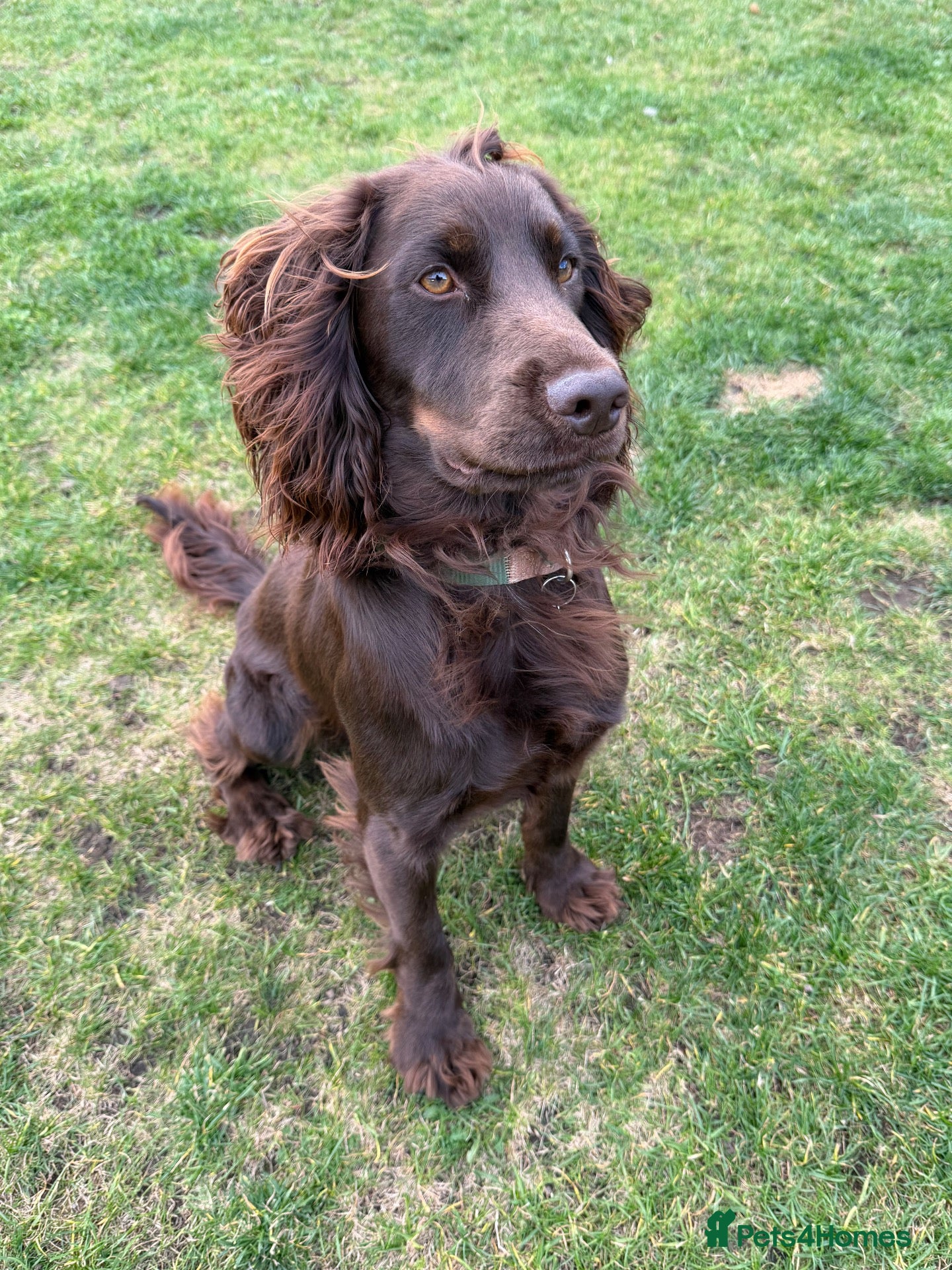 Cocker Spaniel dogs KC Reg Cocker Spaniel for Stud - Advert 12