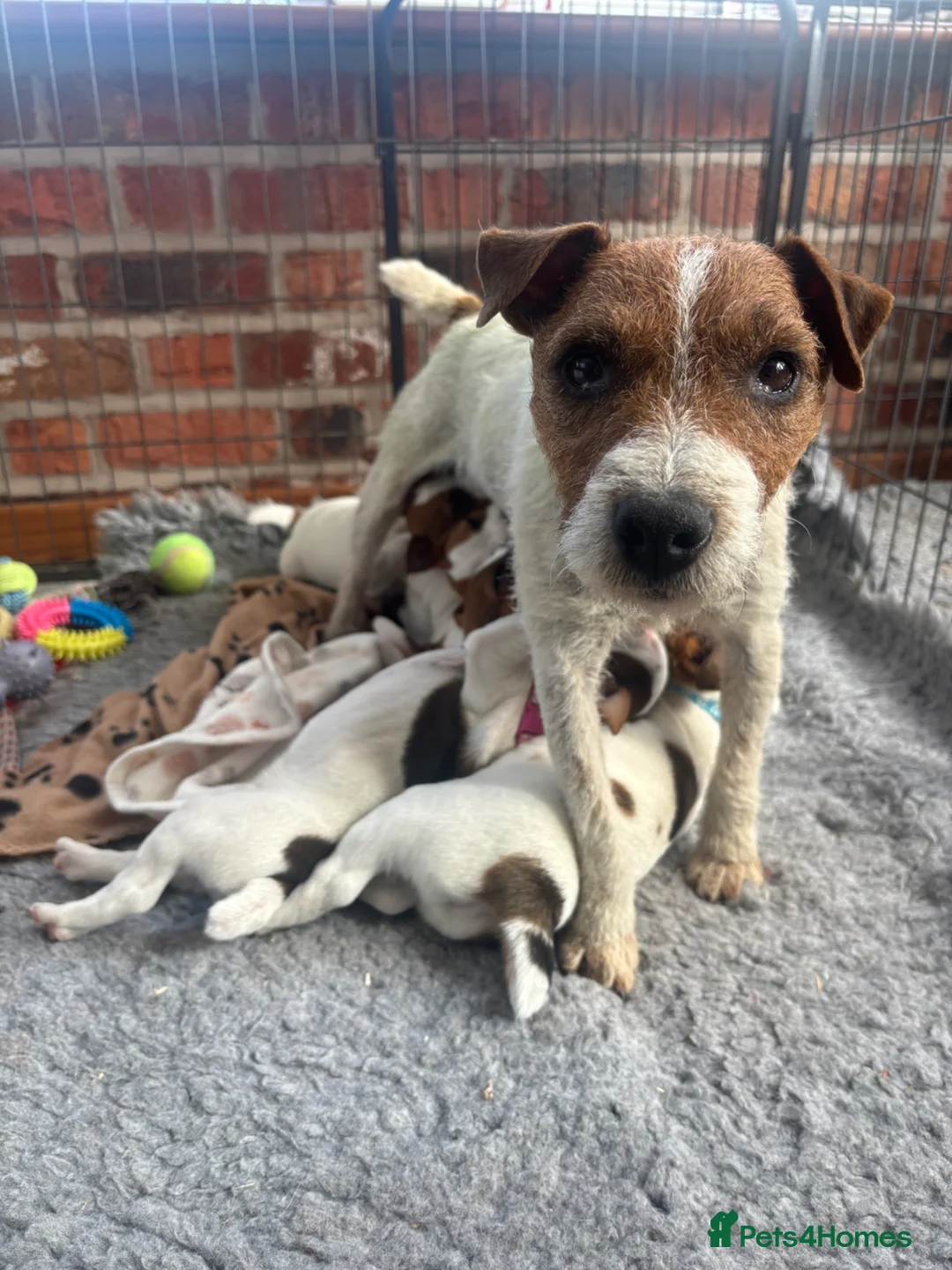 Jack Russell dogs for sale: KC Registered Jack Russell Puppies - Advert 1