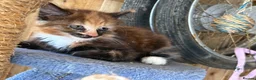 Mixed Breed cats for sale: Ginger and tortoise  kittens  - Advert 14