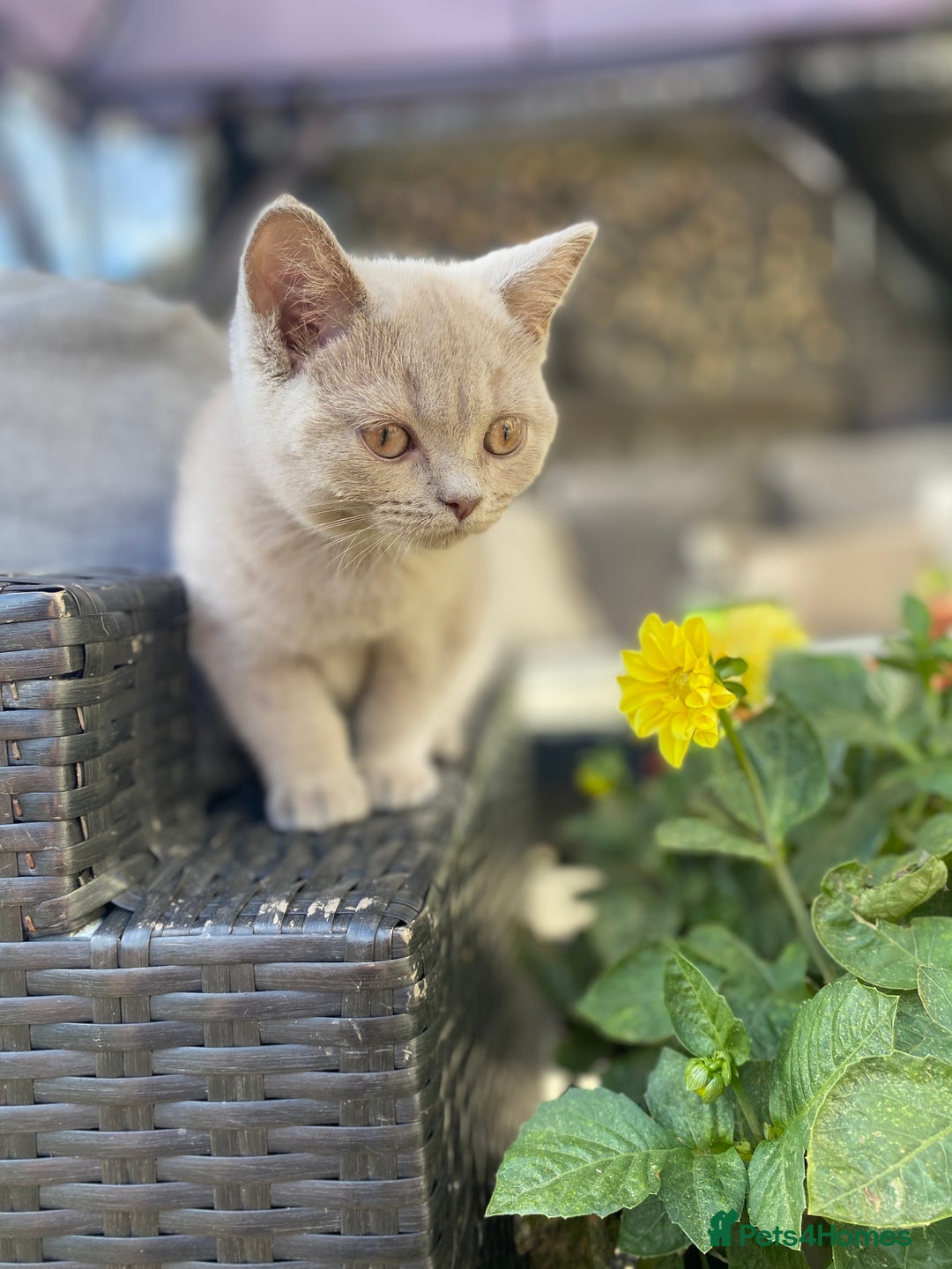British Shorthair cats for sale: 🐾 TOP QUALLITY LILAC BSH reg GCCF purebred 🐾 - Image 20