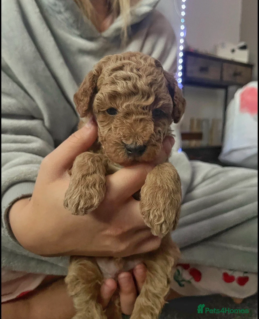 Cockapoo dogs for sale: F1b toy cockapoos - Advert 2