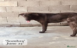 Mixed Breed dogs for adoption: Sombra, 1.5 yrs approx  Available for adoption  in Brixham - Image 16