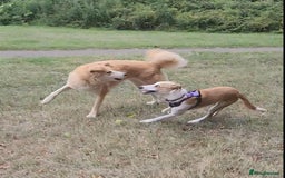 Mixed Breed dogs for adoption: Nina is approx 2 yrs old  - Image 10