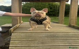 French Bulldog dogs for stud: Isabella stud - Image 6