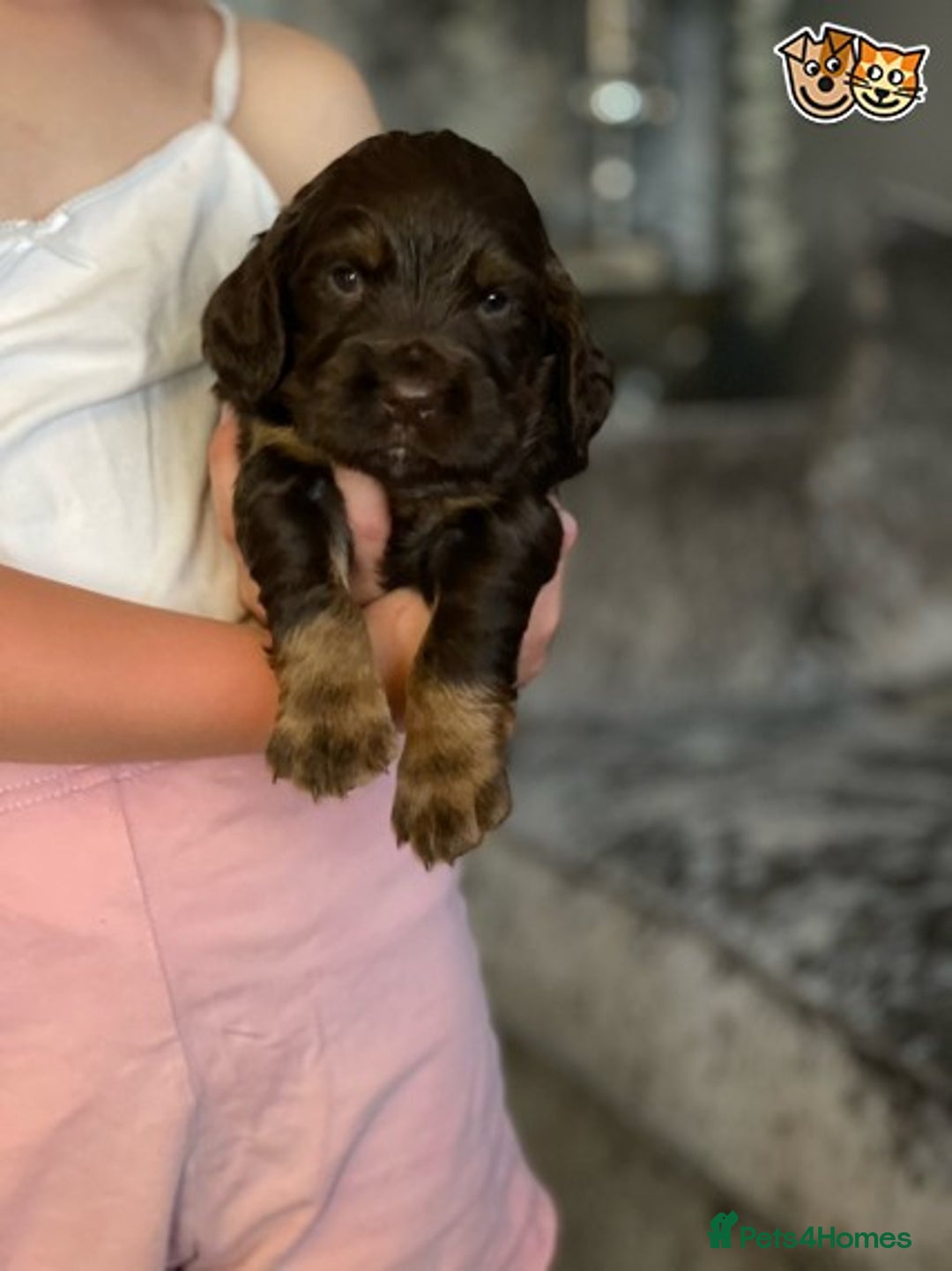 Cocker Spaniel dogs for stud: 🔥🔥AT STUD COCKER SPANIEL ROAN🔥🔥 in Newcastle upon Tyne - Advert 5
