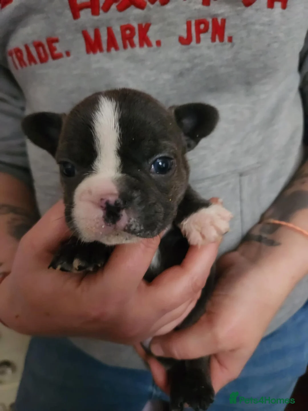 French Bulldog dogs for sale: Frenchie puppies - Advert 11