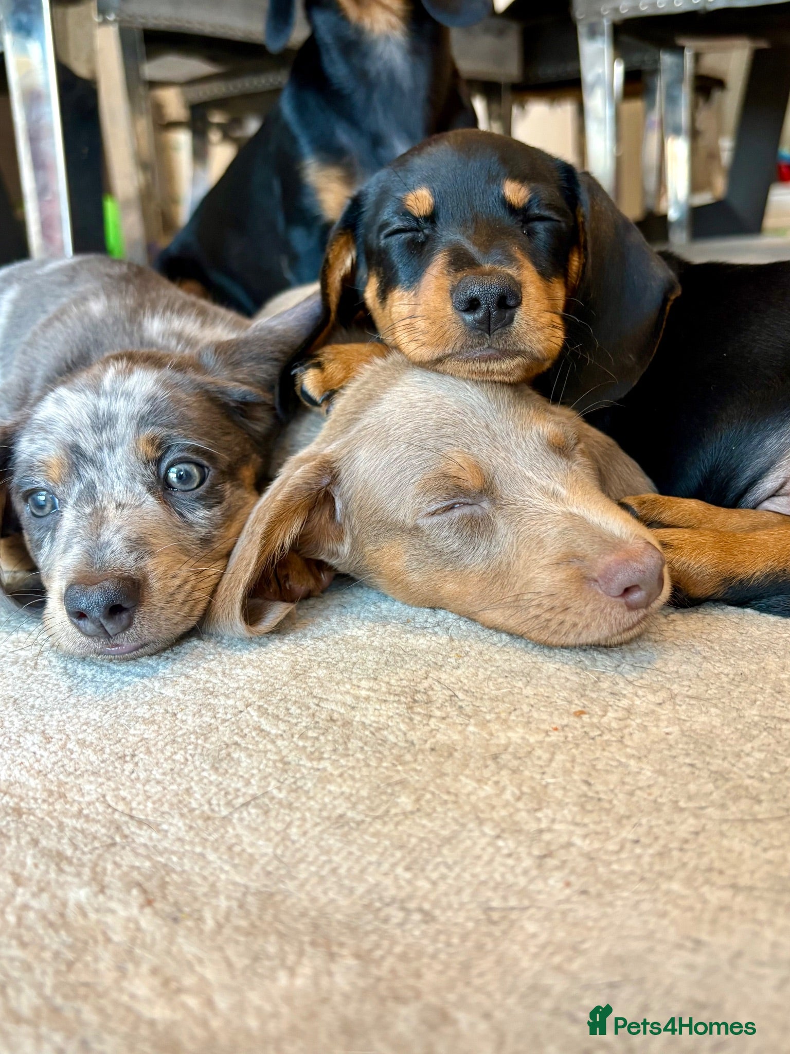 Miniature Dachshund dogs Ready TODAY KC mini dachshunds - Advert 2