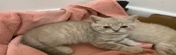 British Shorthair cats for sale: STUNNING LILAC TICKED TABBY GCCF FEMALE KITTENS  - Advert 20