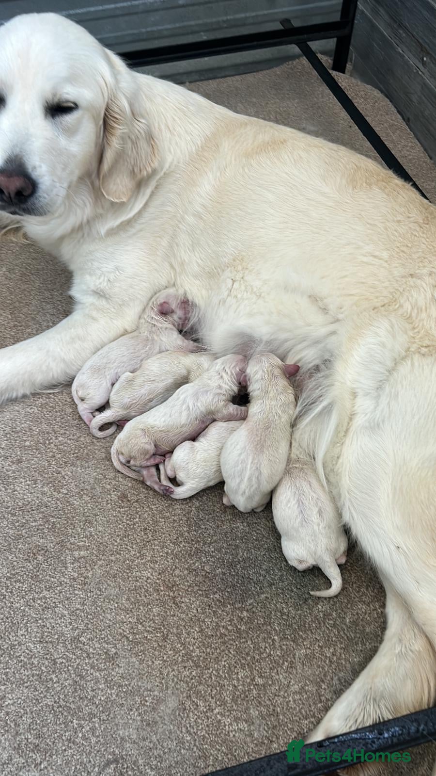Goldendoodle dogs Beautiful f1 goldendoodle puppies  - Advert 2
