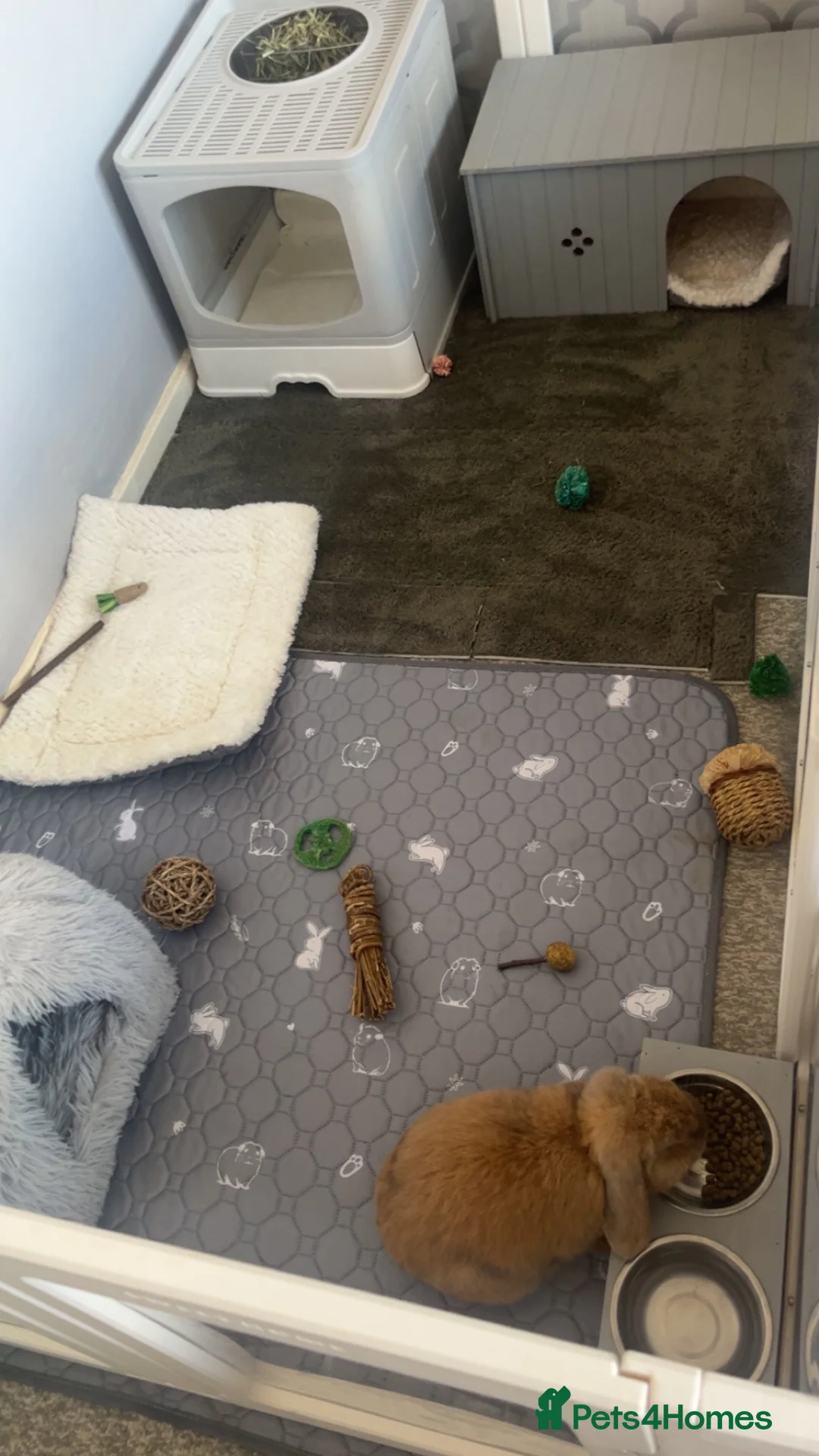 Mini Lop rabbits for sale: Mini lop for sale - Advert 3