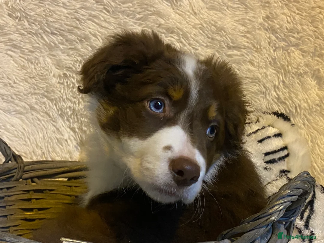 Border Collie dogs for sale: Border Collie Puppies | Health Tested Parents - Advert 2