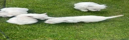 West Highland Terrier dogs for sale: West highland terrier  in Northallerton - Advert 24