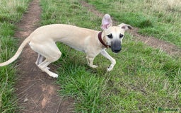 Whippet dogs for sale: 💛 Beautiful Whippet Puppy for His Forever Home ❤️ - Image 3
